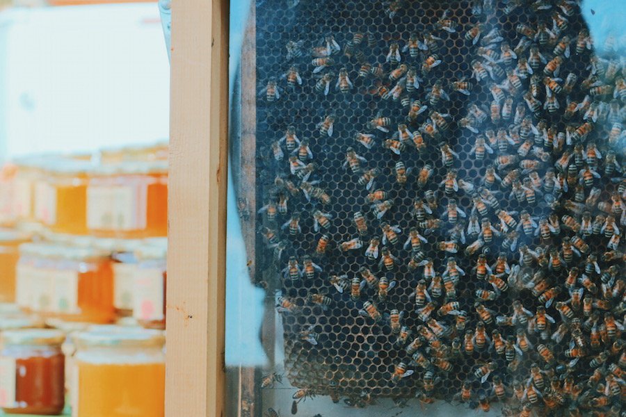 bormes-les-mimosas24