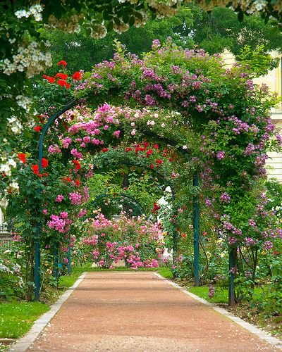 jardin des plantes 2